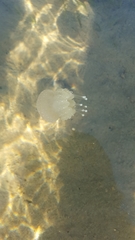 Phyllorhiza punctata
