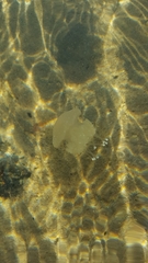 Phyllorhiza punctata