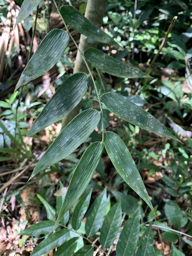 Arthrostylidium multispicatum