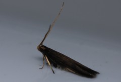 Lecithocera micromela