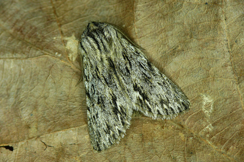 Sprawler