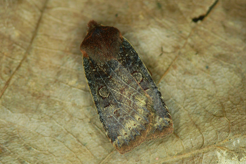 Conistra vaccinii (Linnaeus, 1761)