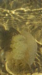 Phyllorhiza punctata