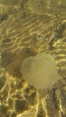 Phyllorhiza punctata