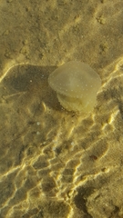 Phyllorhiza punctata