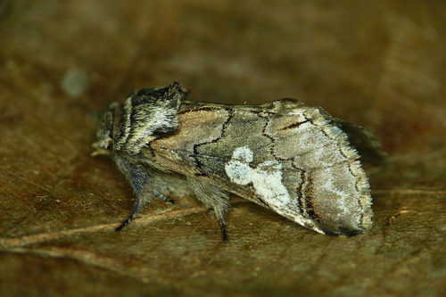 Figure of Eight, photo 4 of 9
