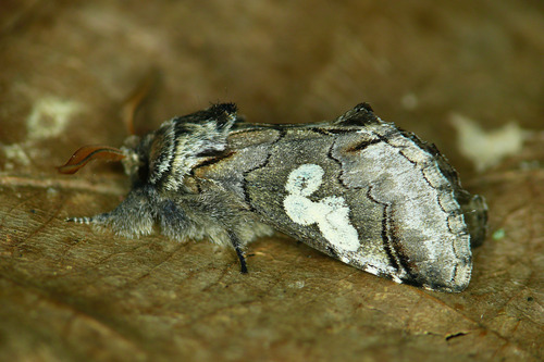 Figure of Eight, photo 6 of 9