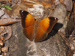 Doleschallia bisaltide australis