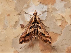Diasemia grammalis