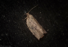 Meritastis ursina
