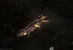 Macrobathra alternatella