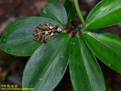 Ingerophrynus divergens
