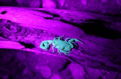 Centruroides exilicauda