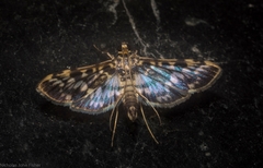 Rhimphalea sceletalis