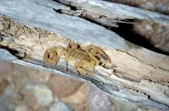 Centruroides exilicauda