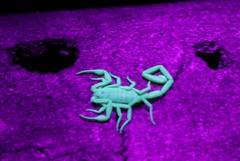 Centruroides exilicauda