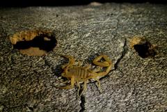 Centruroides exilicauda