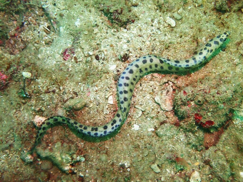 Reeve's Moray