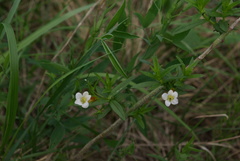 Gratiola officinalis