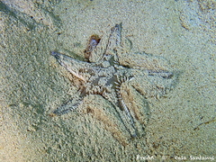Astropecten platyacanthus image