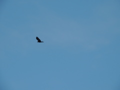 Corvus macrorhynchos