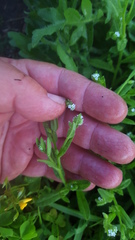 Myosotis verna