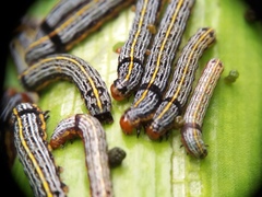 Spodoptera picta