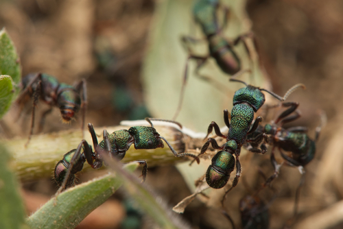 Photo of Green-head Ant (Rhytidoponera metallica)