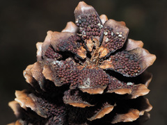 Pucciniastrum areolatum