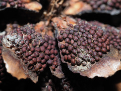 Pucciniastrum areolatum