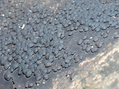 Jackrogersella cohaerens