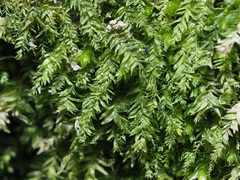 Plagiothecium nemorale