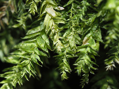 Plagiothecium nemorale