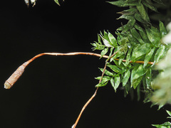 Plagiothecium nemorale