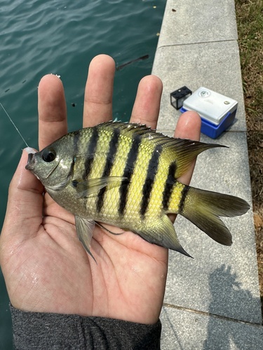 Bengal sergeant (Abudefduf bengalensis) — Pomacentridae — 3