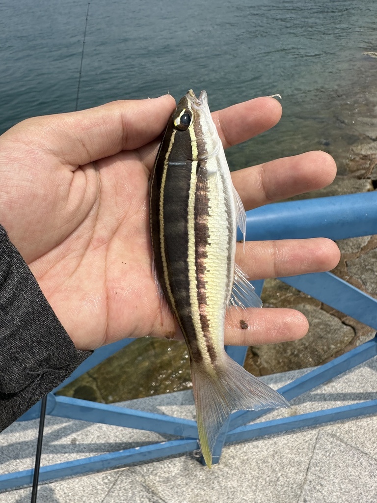 Threadtail bream (Pentapodus bifasciatus) — Nemipteridae