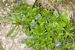 Veronica alpina