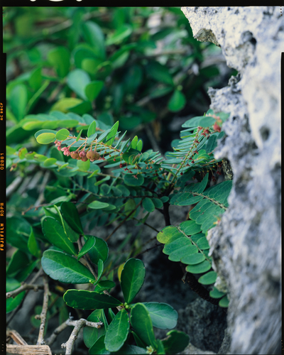 Phyllanthus liukiuensis iNat (2)