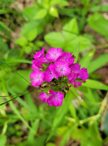 Dianthus barbatus