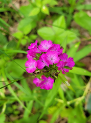 Dianthus barbatus — photo 3