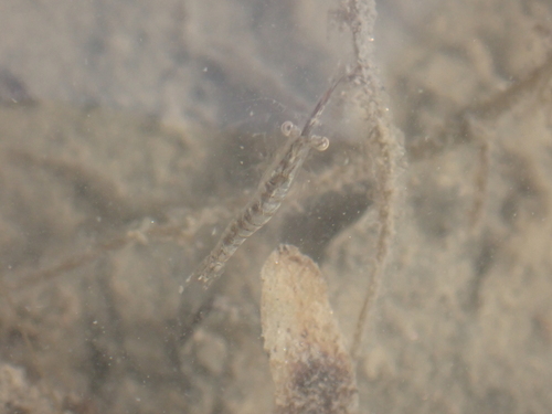 chameleon shrimp