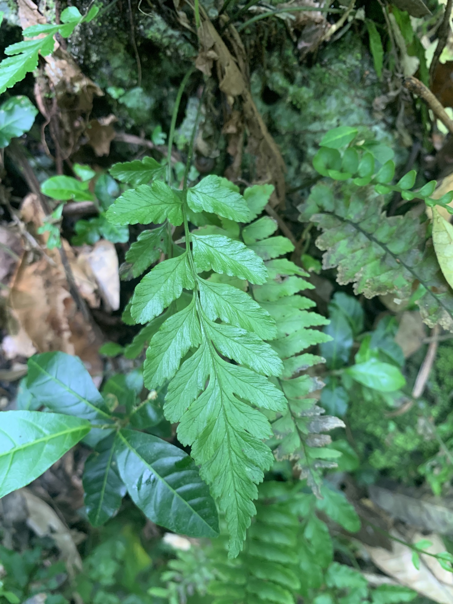 Diplazium hymenodes