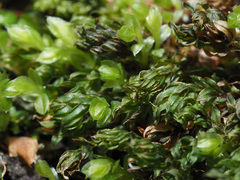 Mnium marginatum