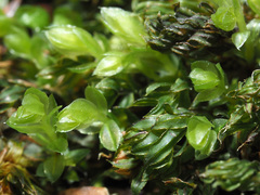 Mnium marginatum