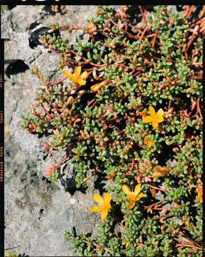 Portulaca okinawensis iNat (1)