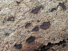 Hypoxylon cercidicola