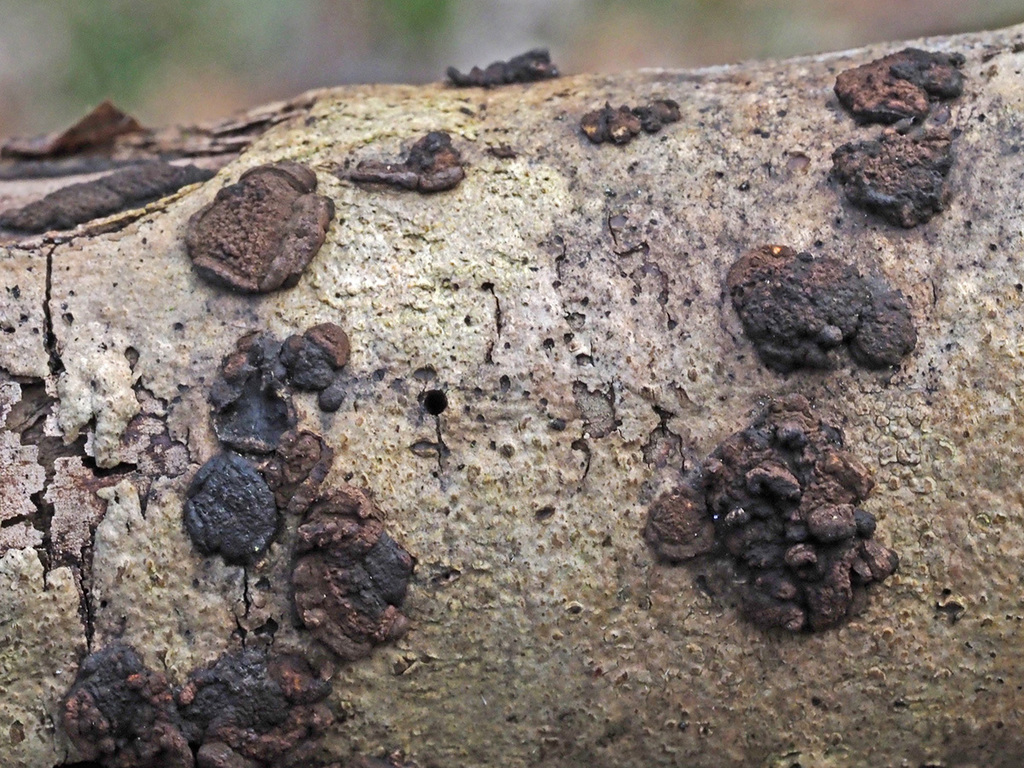 Hypoxylon cercidicola