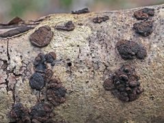 Hypoxylon cercidicola
