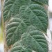Ficus villosa - Photo (c) Soh Kam Yung, algunos derechos reservados (CC BY-NC), subido por Soh Kam Yung