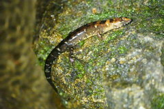 Chinese Water Skink photo 4